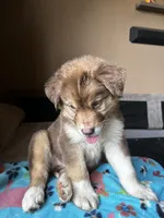 Orange, a male German Shepherd Dog and Siberian Husky for sale in Perris, CA – 2 of 5