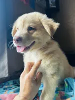 Purple, a male German Shepherd Dog and Siberian Husky for sale in Perris, CA – 4 of 4