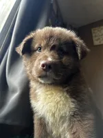 Bear, a male German Shepherd Dog and Siberian Husky for sale in Perris, CA – 4 of 6