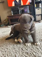 Coco, a female German Shepherd Dog and Siberian Husky for sale in Perris, CA – 2 of 2