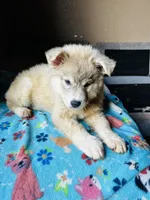 Sariyah, a female German Shepherd Dog and Siberian Husky for sale in Perris, CA – 1 of 4