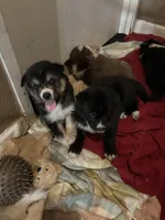 Oreo, a male German Shepherd Dog and Siberian Husky for sale in Perris, CA – Photo 3 of 4