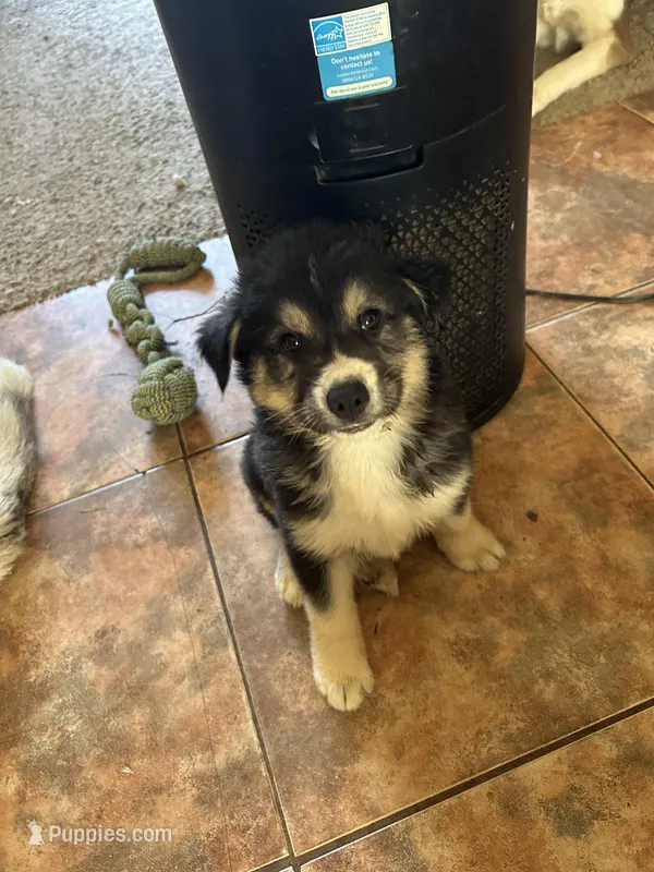 Oreo – German Shepherd Dog, Siberian Husky puppy for sale in Perris, CA