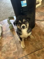 Oreo, a male German Shepherd Dog and Siberian Husky for sale in Perris, CA – 1 of 6