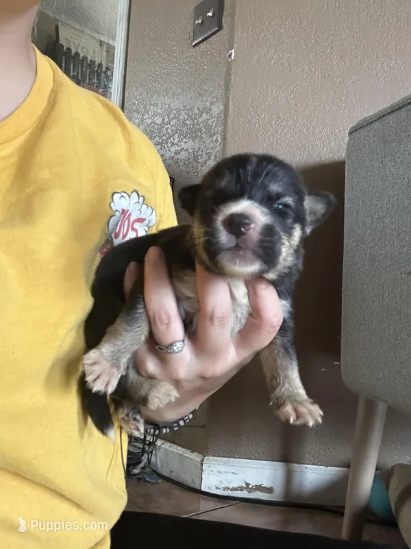 Oreo – German Shepherd Dog, Siberian Husky puppy for sale in Perris, CA