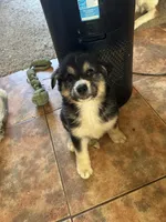 Oreo, a male German Shepherd Dog and Siberian Husky for sale in Perris, CA – 6 of 6