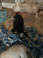 Oreo, a male German Shepherd Dog and Siberian Husky for sale in Perris, CA – Photo 4 of 4