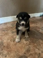 Oreo, a male German Shepherd Dog and Siberian Husky for sale in Perris, CA – Photo 2 of 4