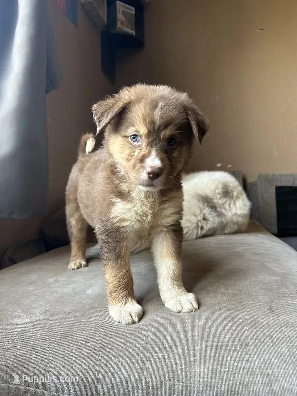 Violet – German Shepherd Dog, Siberian Husky puppy for sale in Perris, CA