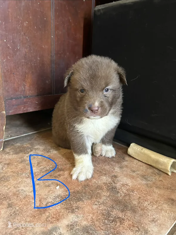 Brownie – German Shepherd Dog, Siberian Husky puppy for sale in Perris, CA
