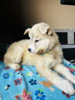 Sariyah, a female German Shepherd Dog and Siberian Husky for sale in Perris, CA – 3 of 4