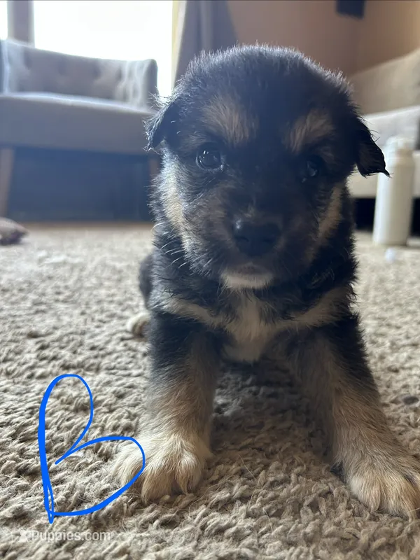 Oreo – German Shepherd Dog, Siberian Husky puppy for sale in Perris, CA
