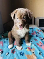 Brown, a male German Shepherd Dog and Siberian Husky for sale in Perris, CA – 3 of 4