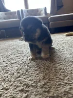 Oreo, a male German Shepherd Dog and Siberian Husky for sale in Perris, CA – 2 of 3
