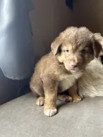 Baby Blue, a male German Shepherd Dog and Siberian Husky for sale in Perris, CA – 3 of 4
