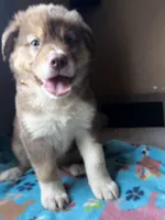 Orange, a male German Shepherd Dog and Siberian Husky for sale in Perris, CA – 4 of 5