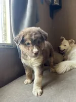 Violet, a female German Shepherd Dog and Siberian Husky for sale in Perris, CA – 2 of 2