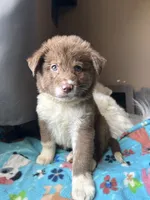 Yellow, a female German Shepherd Dog and Siberian Husky for sale in Perris, CA – 1 of 2