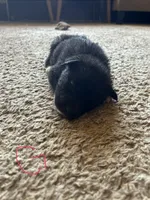 Baby, a female German Shepherd Dog and Siberian Husky for sale in Perris, CA – 2 of 3