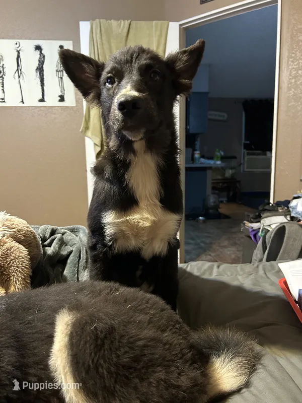 Baby Blue – German Shepherd Dog, Siberian Husky puppy for sale in Perris, CA