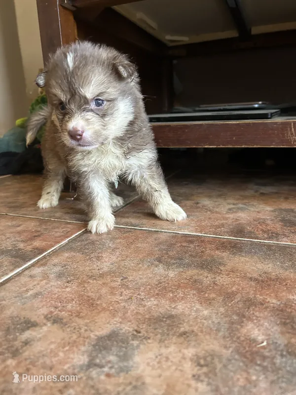 Taylor – German Shepherd Dog, Siberian Husky puppy for sale in Perris, CA