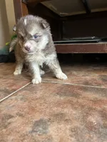 Taylor, a female German Shepherd Dog and Siberian Husky for sale in Perris, CA – 2 of 3