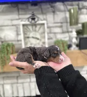 Kit, a male Miniature Bernedoodle for sale in Huntsville, AL – 2 of 6