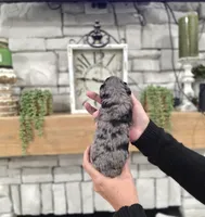 Pedro, a male Miniature Bernedoodle for sale in Huntsville, AL – 1 of 5