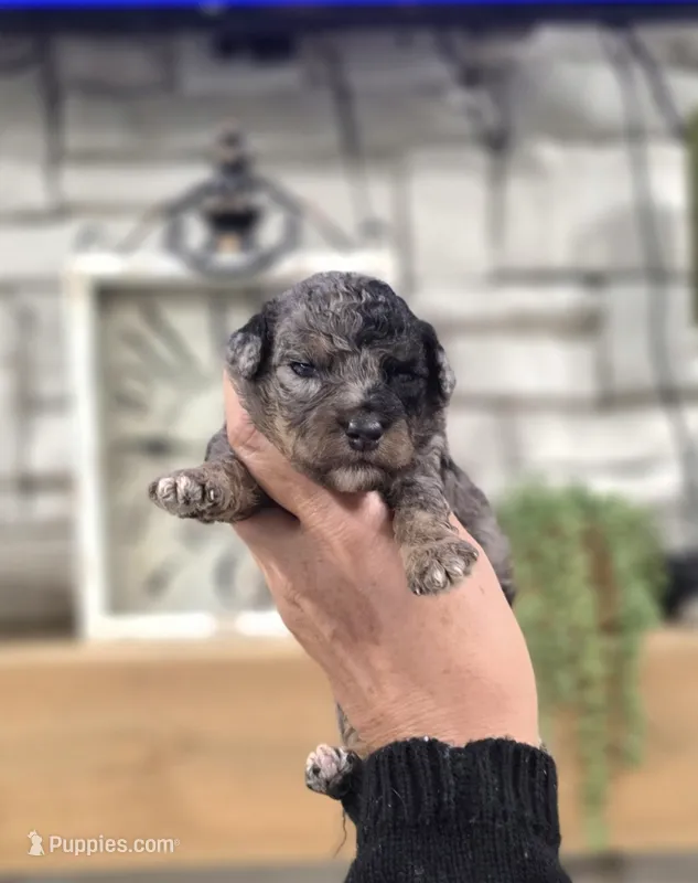 Natalie – Miniature Bernedoodle puppy for sale in Huntsville, AL