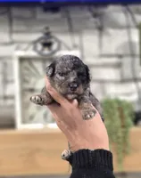 Natalie, a female Miniature Bernedoodle for sale in Huntsville, AL – 1 of 5