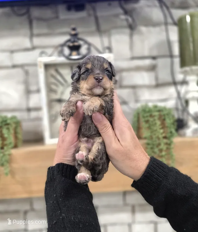 Jack – Miniature Bernedoodle puppy for sale in Huntsville, AL