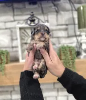 Jack, a male Miniature Bernedoodle for sale in Huntsville, AL – 1 of 5