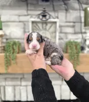 Hannah, a female Miniature Bernedoodle for sale in Huntsville, AL – 5 of 6