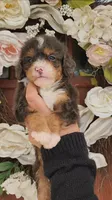 Kit, a male Miniature Bernedoodle for sale in Huntsville, AL – 2 of 4