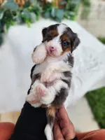 Peter , a male Miniature Bernedoodle for sale in Huntsville, AL – 3 of 4