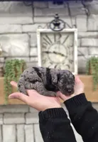 Pedro, a male Miniature Bernedoodle for sale in Huntsville, AL – 3 of 5
