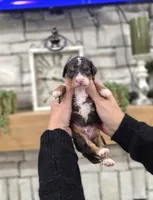 Kit, a male Miniature Bernedoodle for sale in Huntsville, AL – 4 of 6