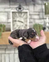 Kit, a male Miniature Bernedoodle for sale in Huntsville, AL – 1 of 6