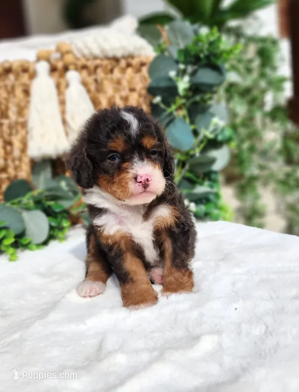Kit – Miniature Bernedoodle puppy for sale in Huntsville, AL