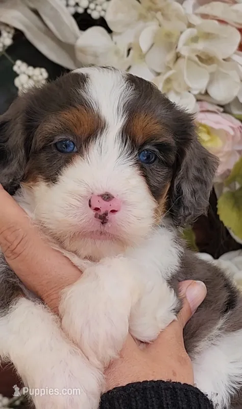 Peter  – Miniature Bernedoodle puppy for sale in Huntsville, AL