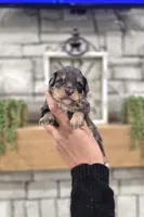 Jack, a male Miniature Bernedoodle for sale in Huntsville, AL – 5 of 5