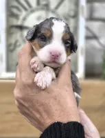 Hannah, a female Miniature Bernedoodle for sale in Huntsville, AL – 4 of 6