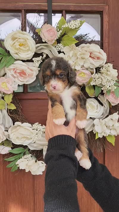 Kit, a male Miniature Bernedoodle for sale in Huntsville, AL – 4 of 4