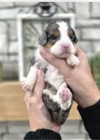 Hannah, a female Miniature Bernedoodle for sale in Huntsville, AL – 3 of 6