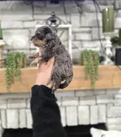 Jack, a male Miniature Bernedoodle for sale in Huntsville, AL – 4 of 5