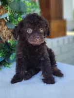 100% Clear cddy/ivdd cdpa , a male Poodle - Toy  for sale in Dothan, AL – 1 of 1