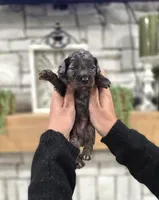 Pedro, a male Miniature Bernedoodle for sale in Huntsville, AL – 5 of 5