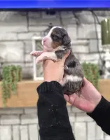 Peter, a male Miniature Bernedoodle for sale in Huntsville, AL – 2 of 6