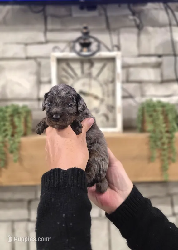 Pedro – Miniature Bernedoodle puppy for sale in Huntsville, AL