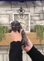 Pedro, a male Miniature Bernedoodle for sale in Huntsville, AL – 2 of 5